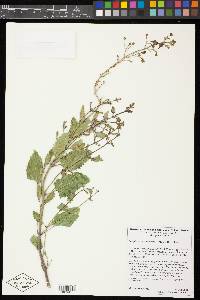 Scrophularia desertorum image