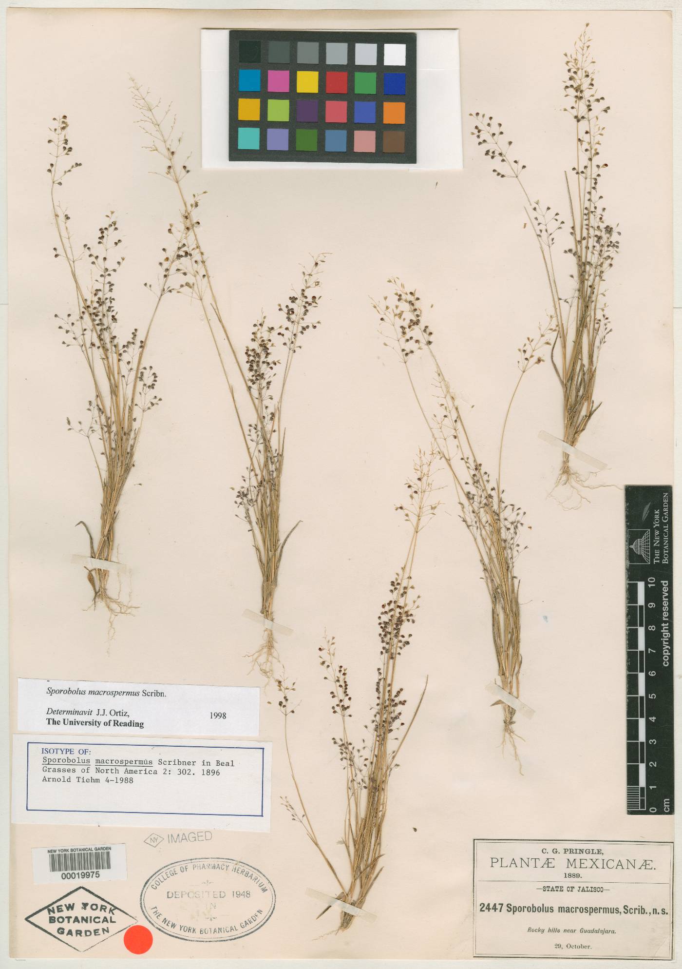 Sporobolus macrospermus image