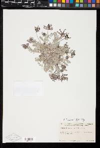 Astragalus tidestromii image