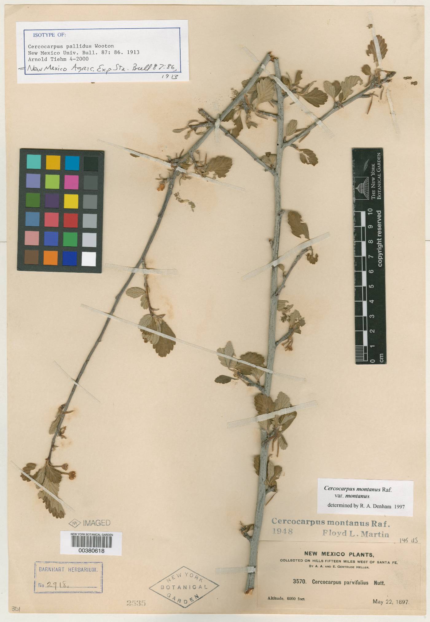 Cercocarpus pallidus image