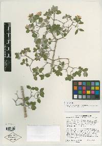 Jamesia tetrapetala image