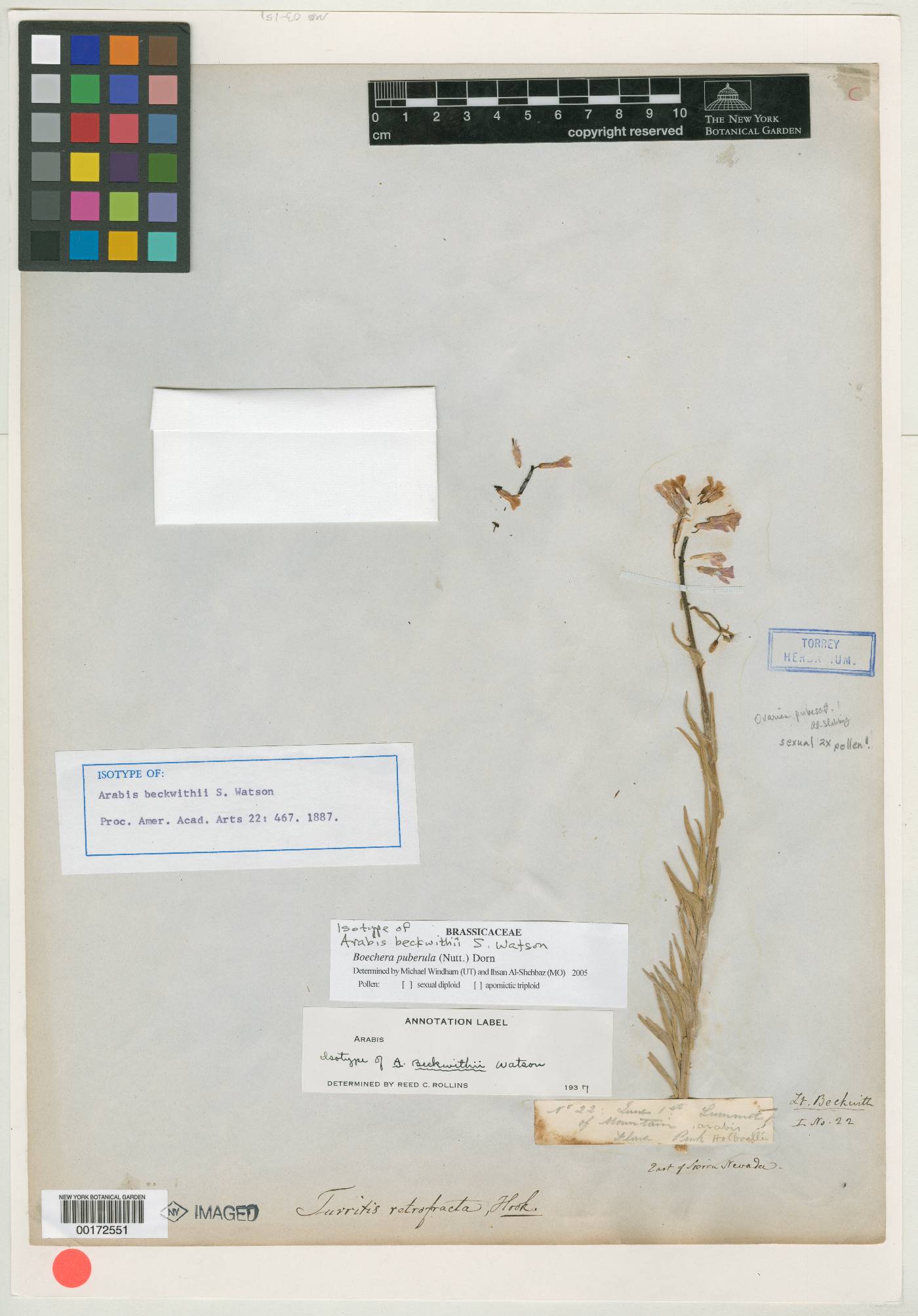 Boechera beckwithii image