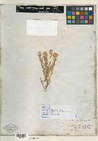Brickellia oblongifolia var. abbreviata image