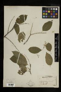 Celastrus scandens image