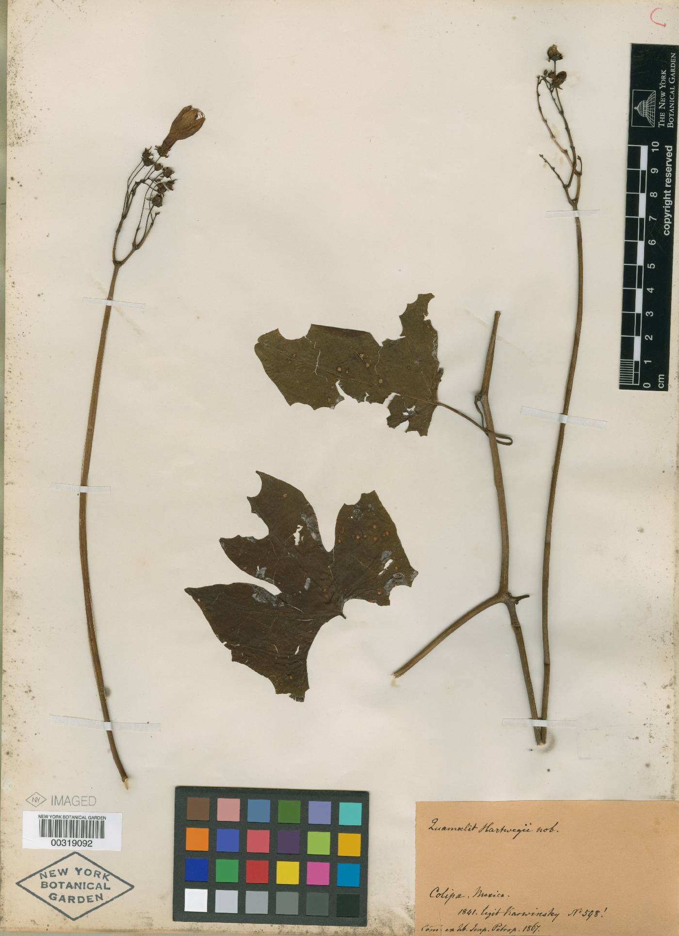 Ipomoea hartwegii image