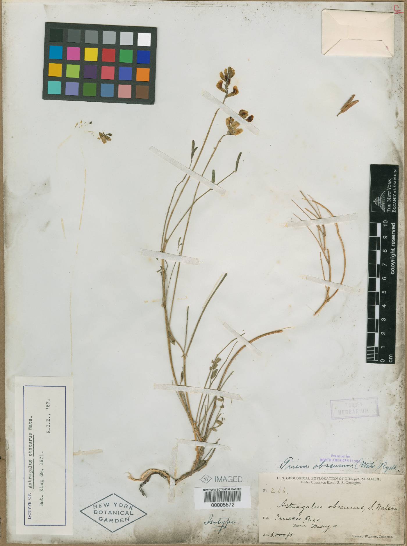Astragalus obscurus image
