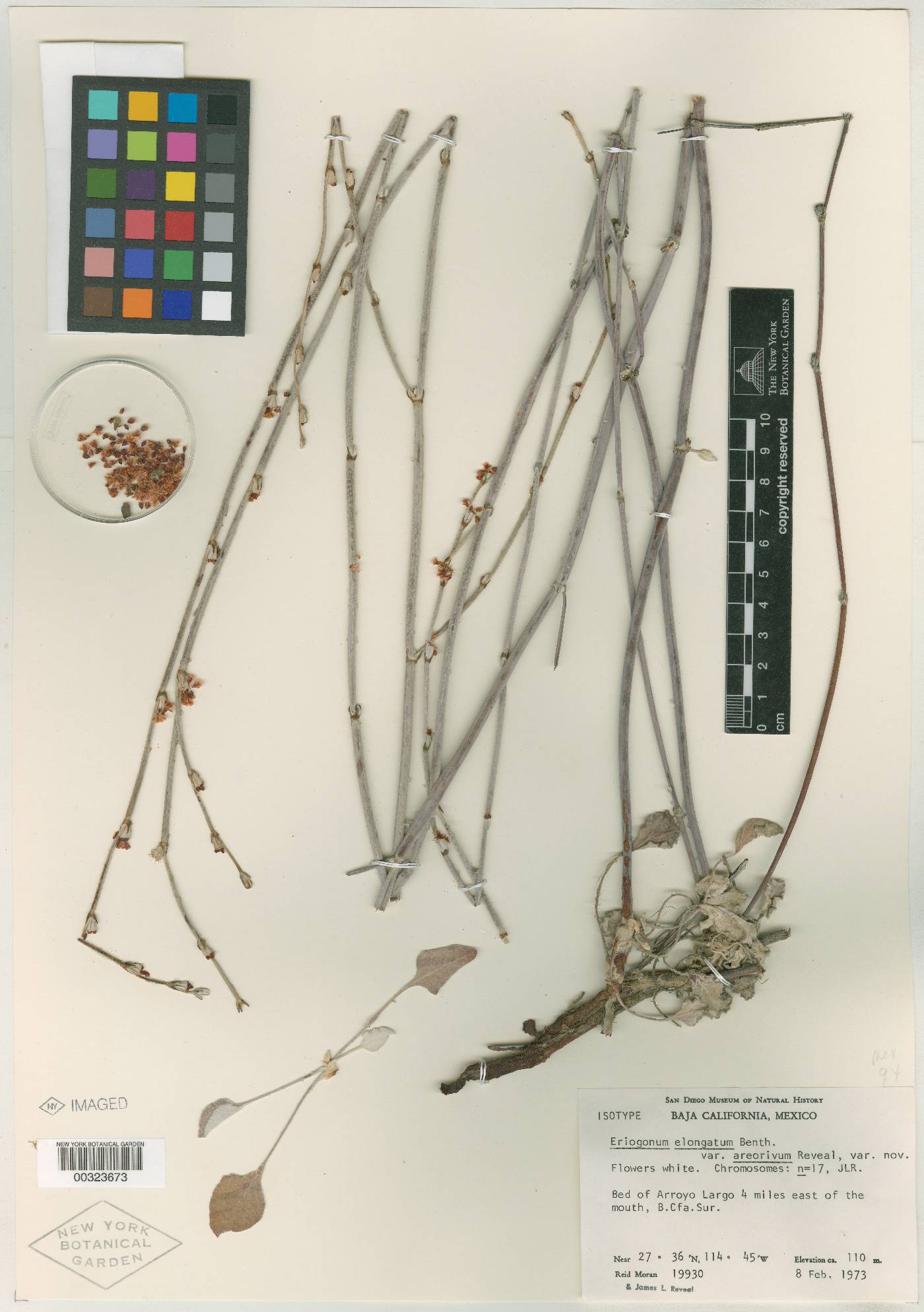 Eriogonum elongatum var. areorivum image