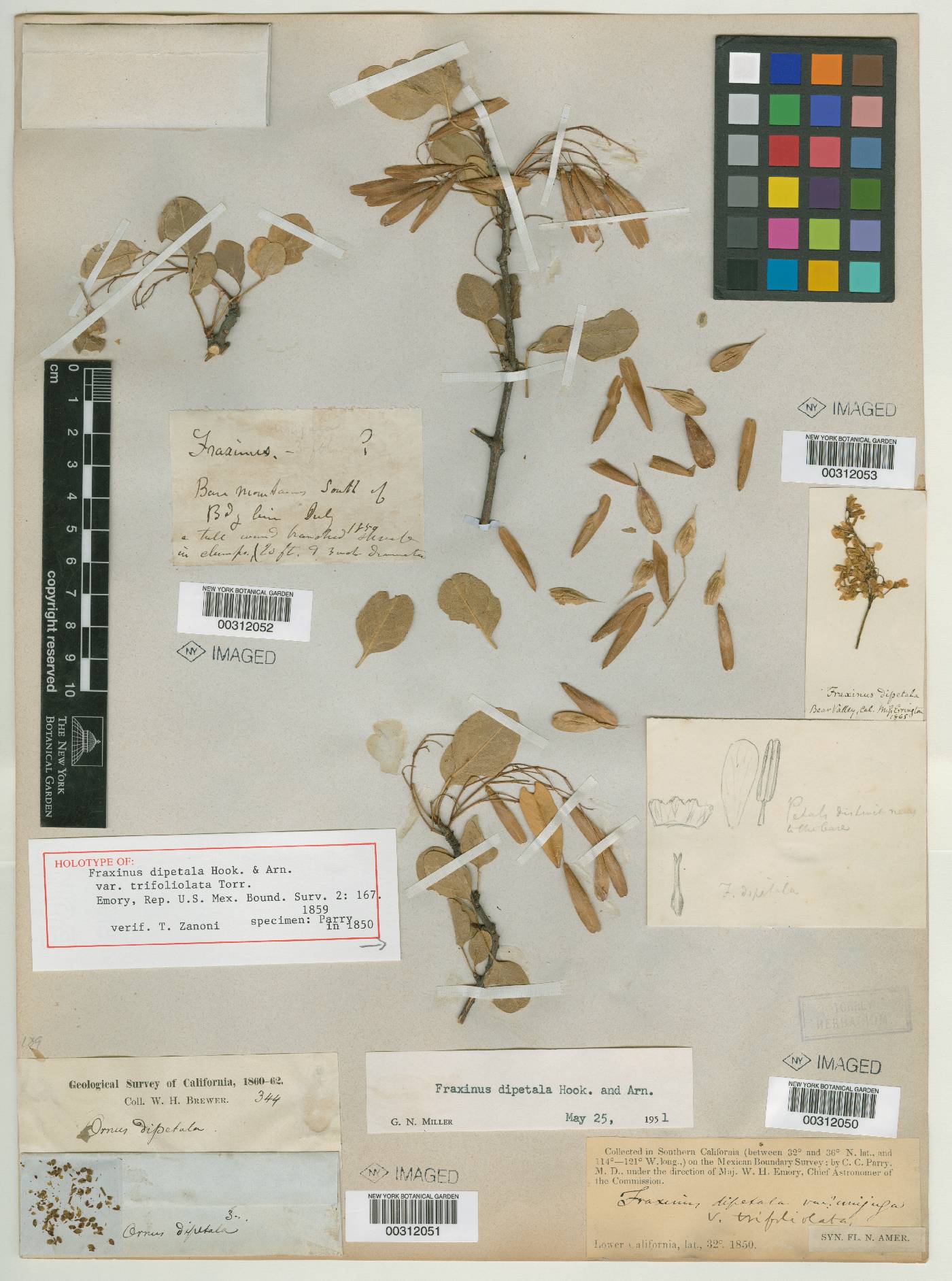 Fraxinus dipetala image