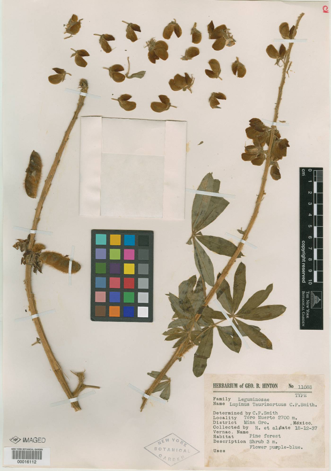 Lupinus taurimortuus image