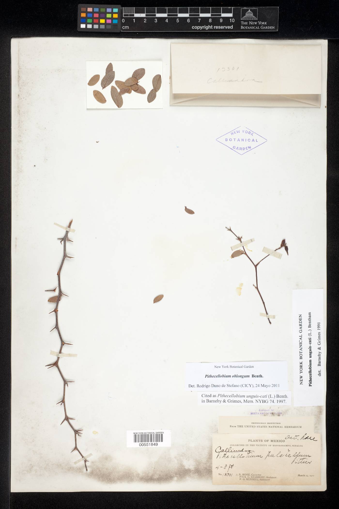 Pithecellobium oblongum image