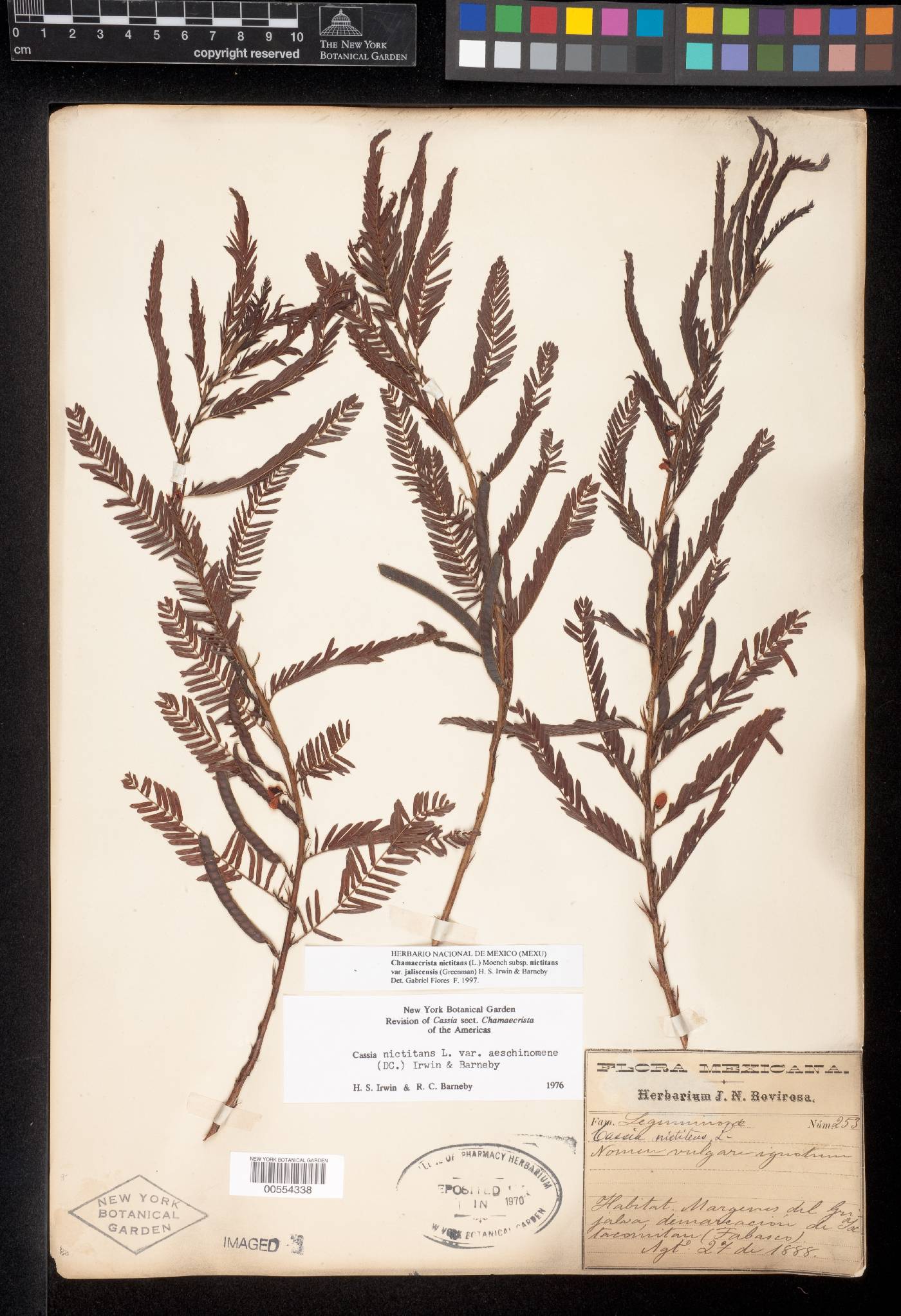 Chamaecrista nictitans var. jaliscensis image