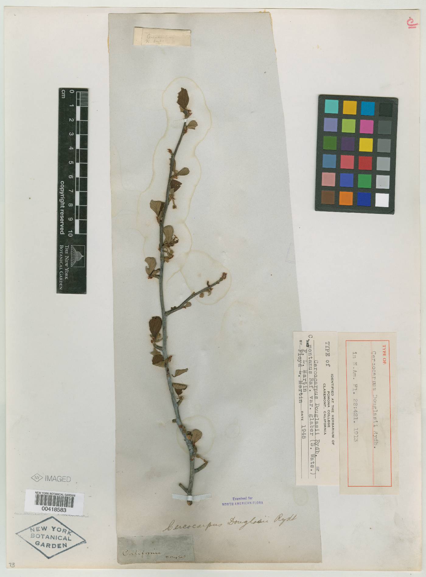 Cercocarpus douglasii image