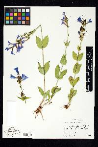 Penstemon cyananthus var. cyananthus image