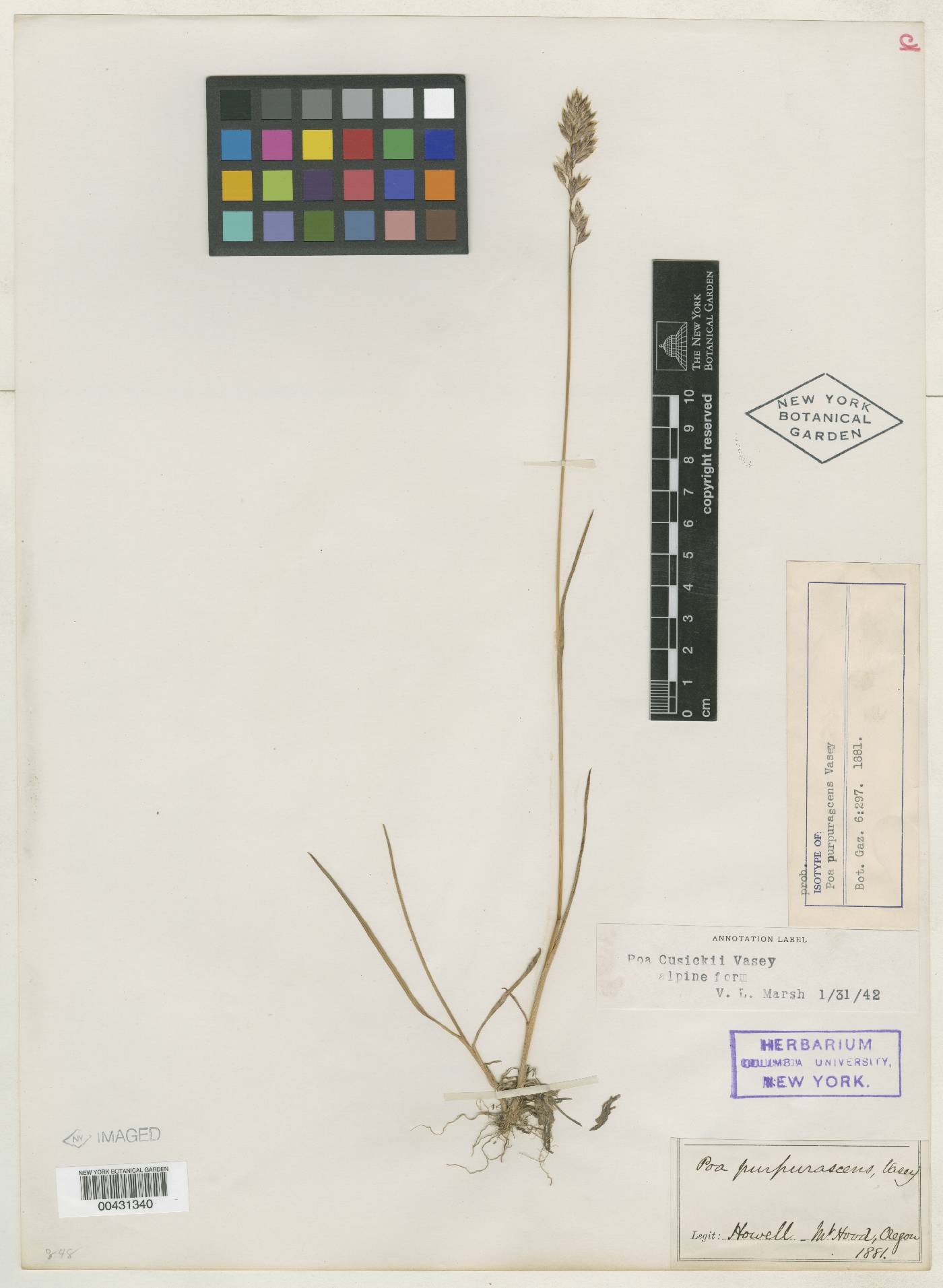 Eragrostis purpurascens image