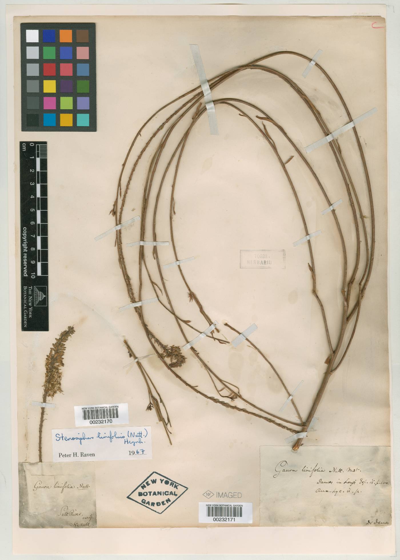 Oenothera glaucifolia image