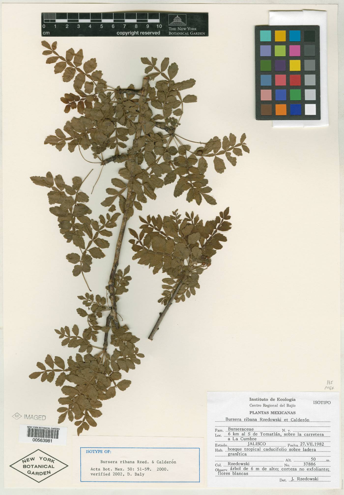 Bursera ribana image