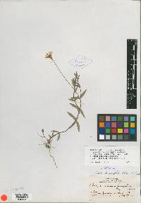 Pectis purpurea var. lancifolia image
