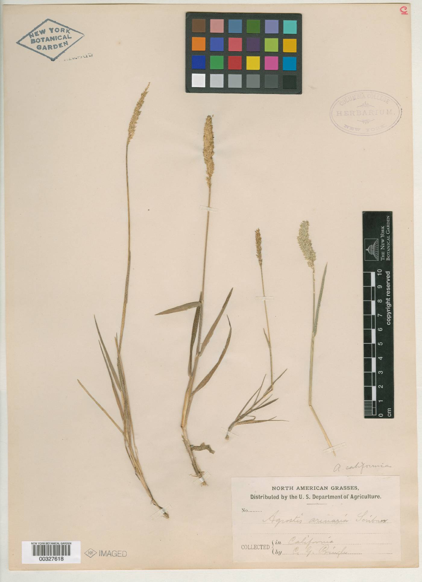 Agrostis densiflora var. arenaria image