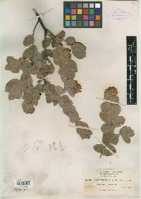 Arctostaphylos auriculata image