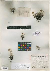 Eriogonum polyphyllum image