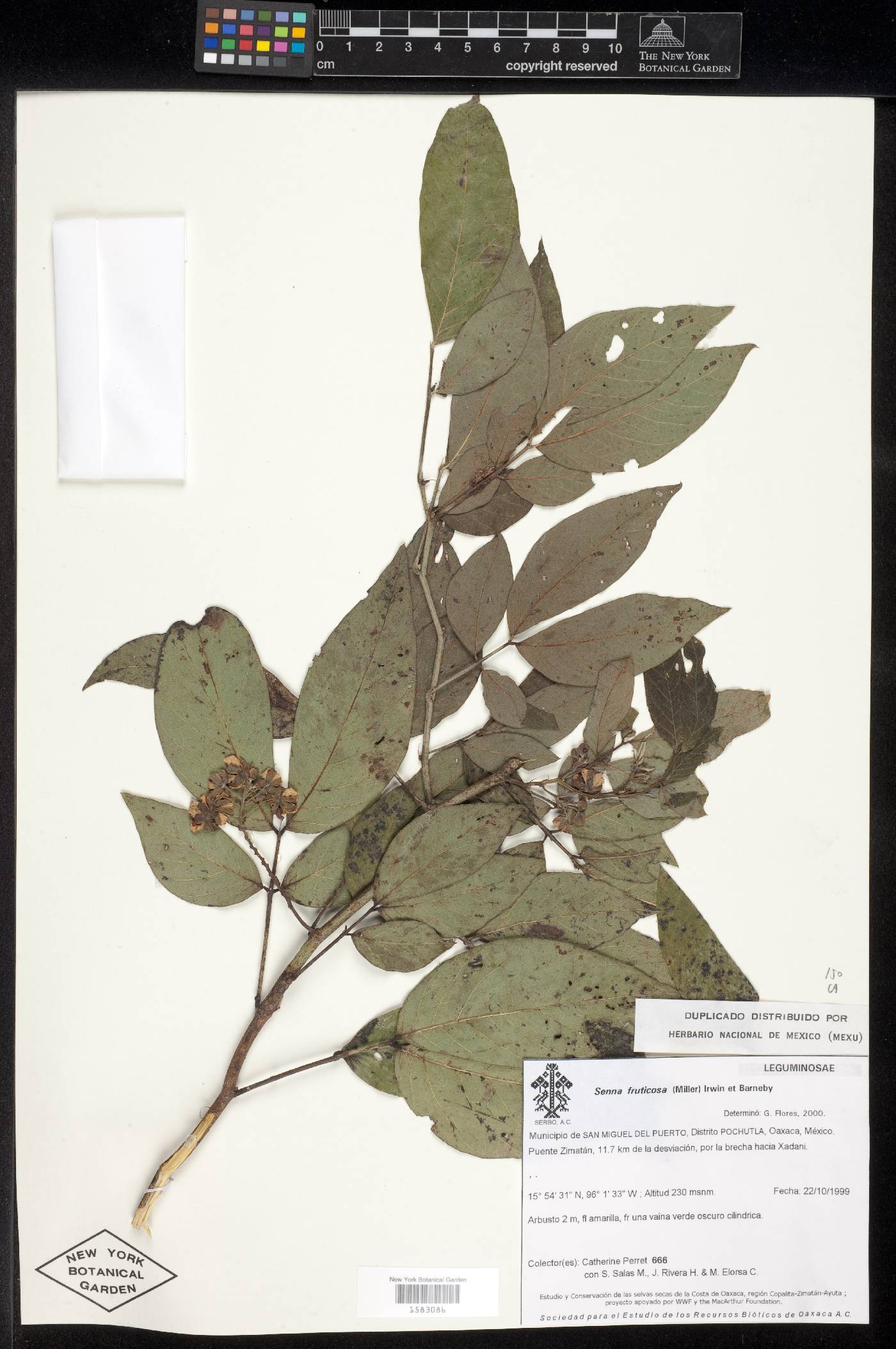 Senna fruticosa image