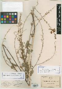 Meibomia canbyi image