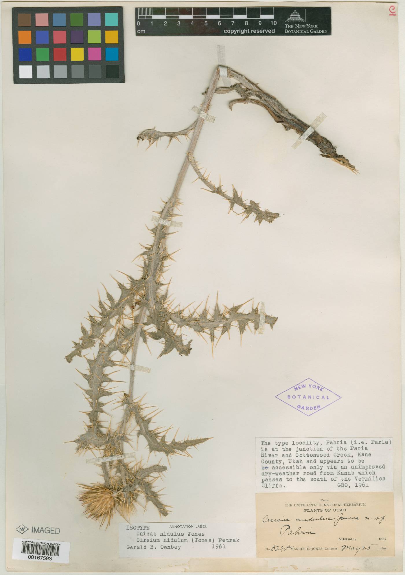 Cnicus nidulus image