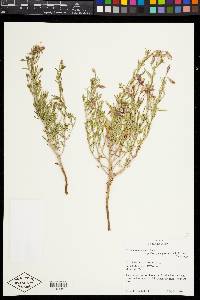 Oenothera albicaulis image