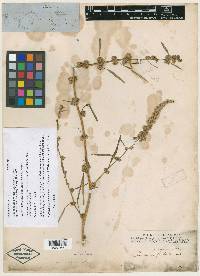 Sarratia berlandieri var. fimbriata image