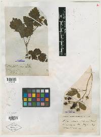 Rubus macropetalus image