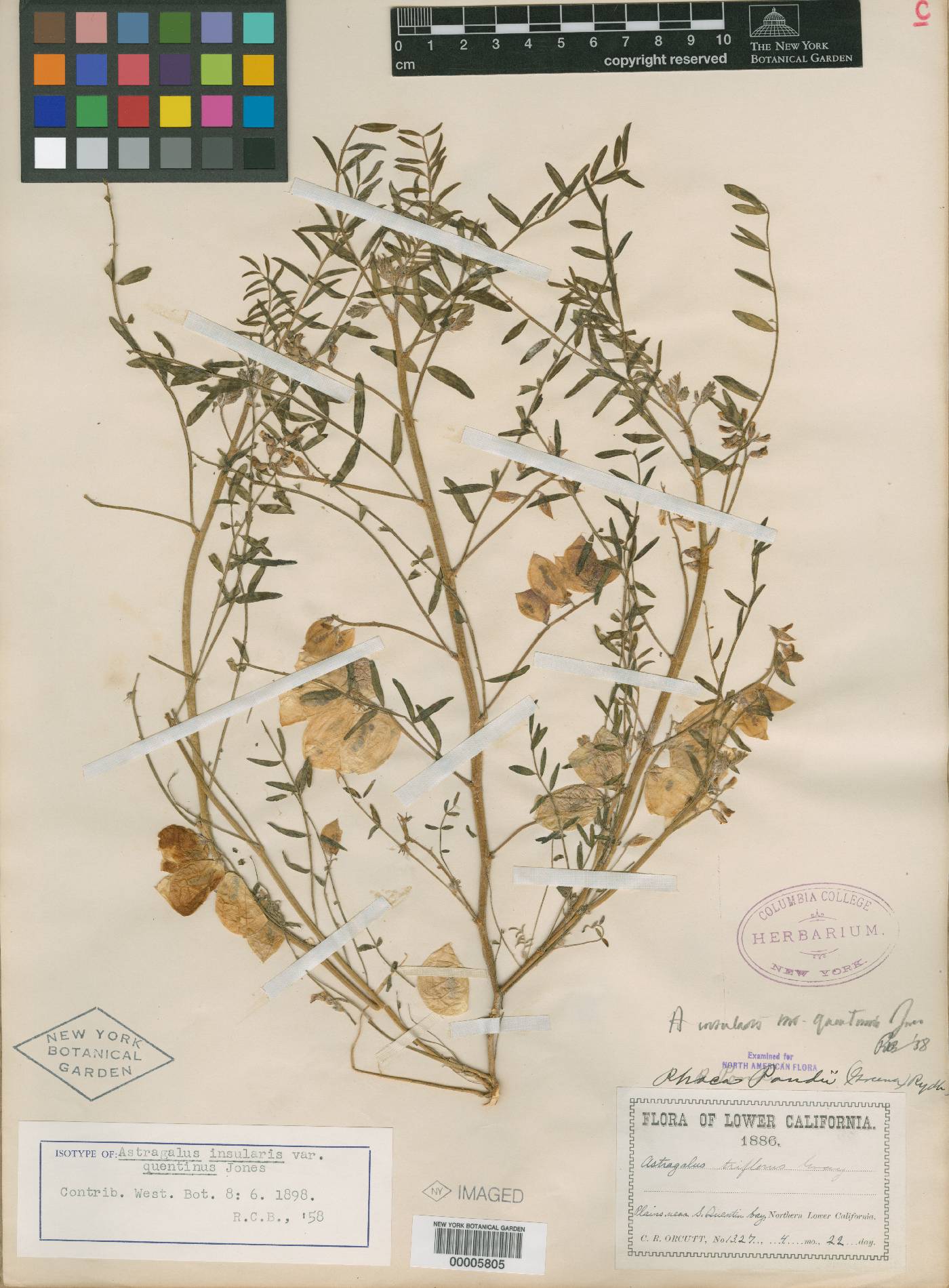 Astragalus insularis var. quentinus image