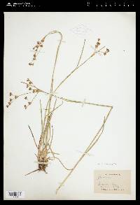 Juncus orthophyllus image