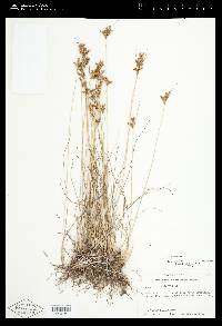 Juncus confusus image