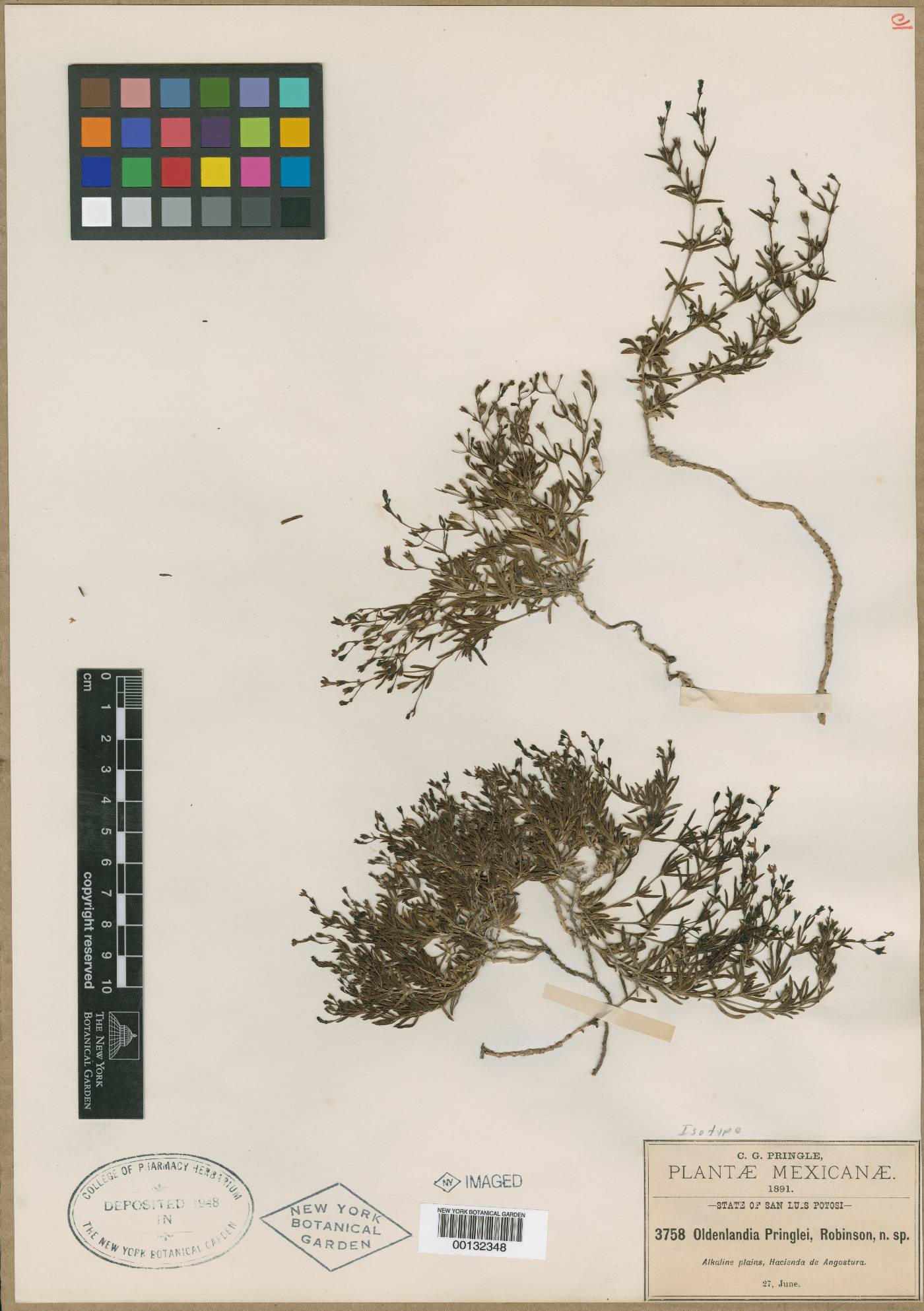 Oldenlandia pringlei image