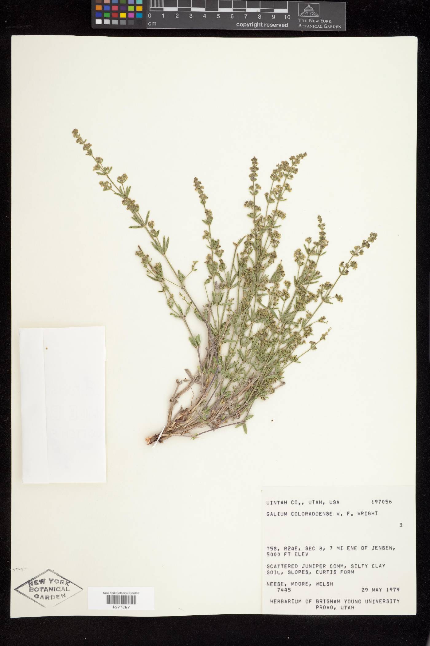 Galium coloradoense image