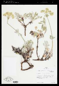 Eriogonum heracleoides image