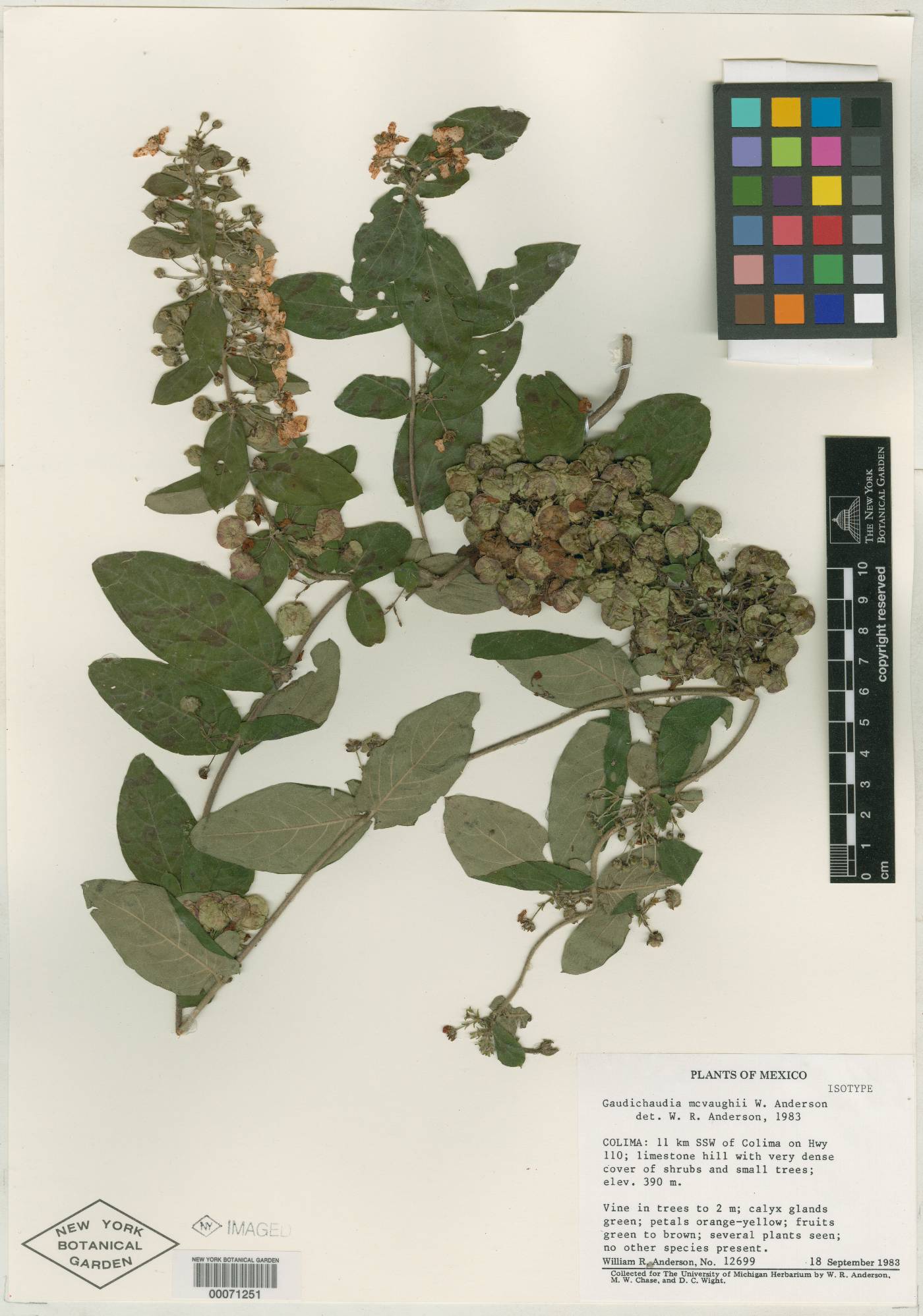 Gaudichaudia mcvaughii image