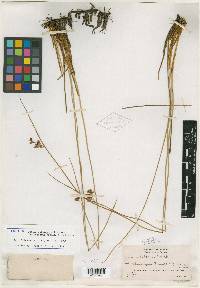 Juncus balticus subsp. littoralis image