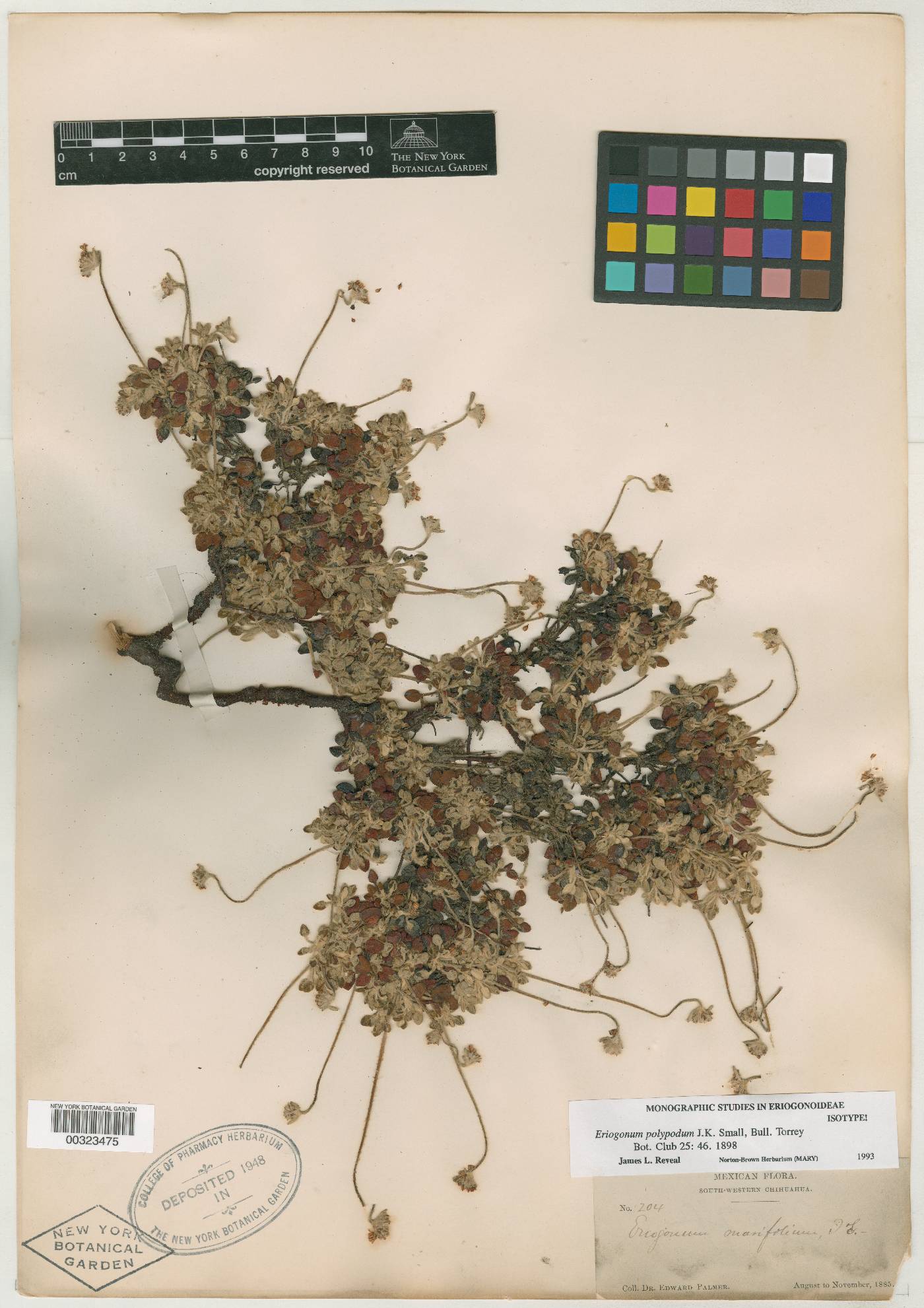 Eriogonum polypodum image