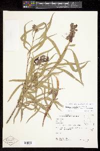 Chilopsis linearis image