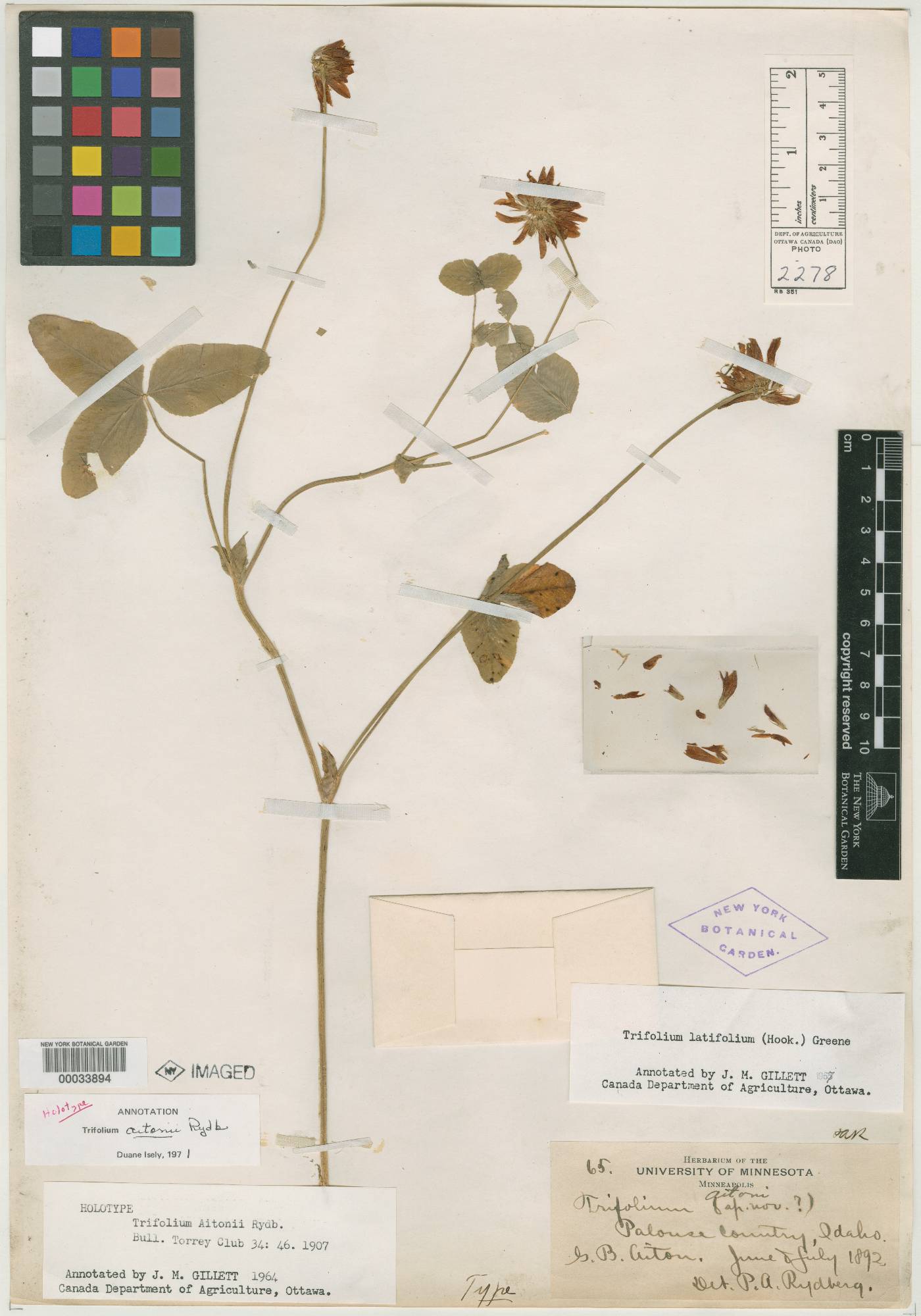 Trifolium aitonii image