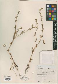 Plagiobothrys infectivus image