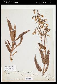 Penstemon calycosus image