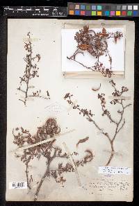 Calliandra eriophylla var. eriophylla image