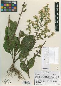 Solidago villosicarpa image