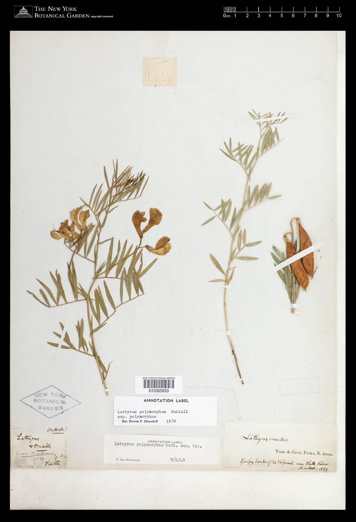 Lathyrus polymorphus image