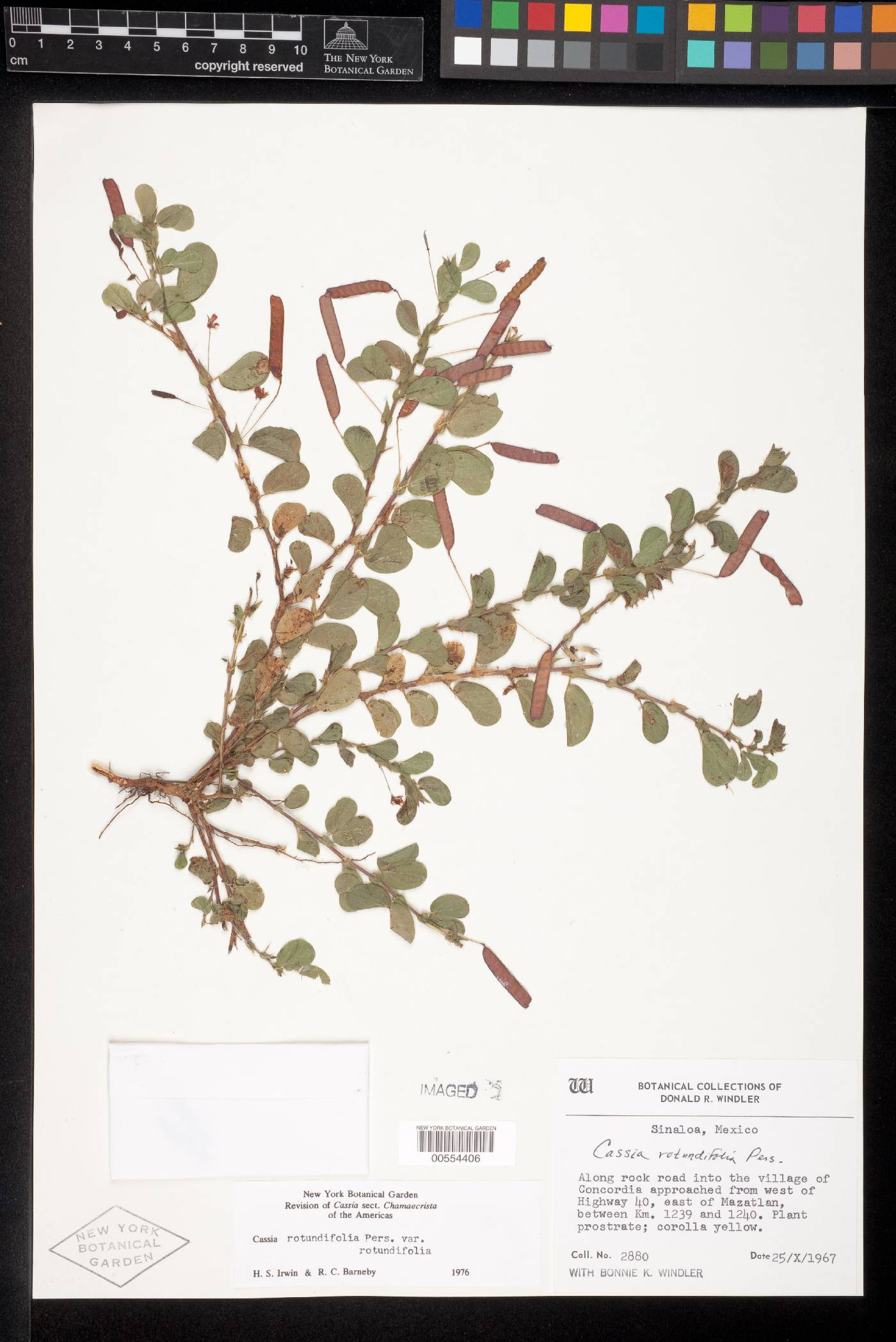 Chamaecrista rotundifolia var. rotundifolia image