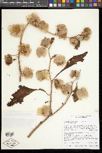 Nicandra physaloides image
