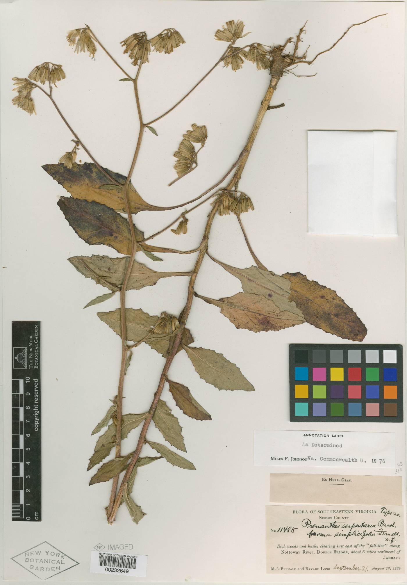 Nabalus serpentarius image