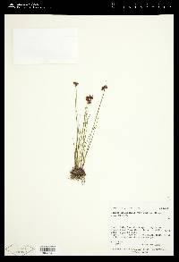 Juncus nevadensis image